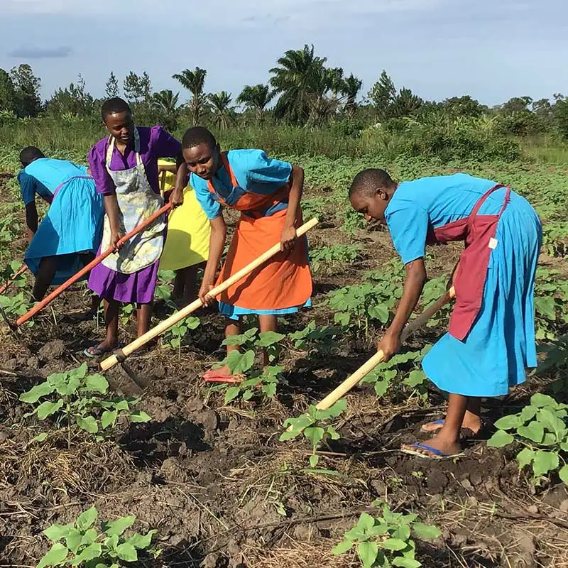 La agricultura ecológica es una parte integral del plan de estudios de la escuela para niñas Hekima. La agricultura ecológica es una parte integral del plan de estudios de la escuela para niñas Hekima.