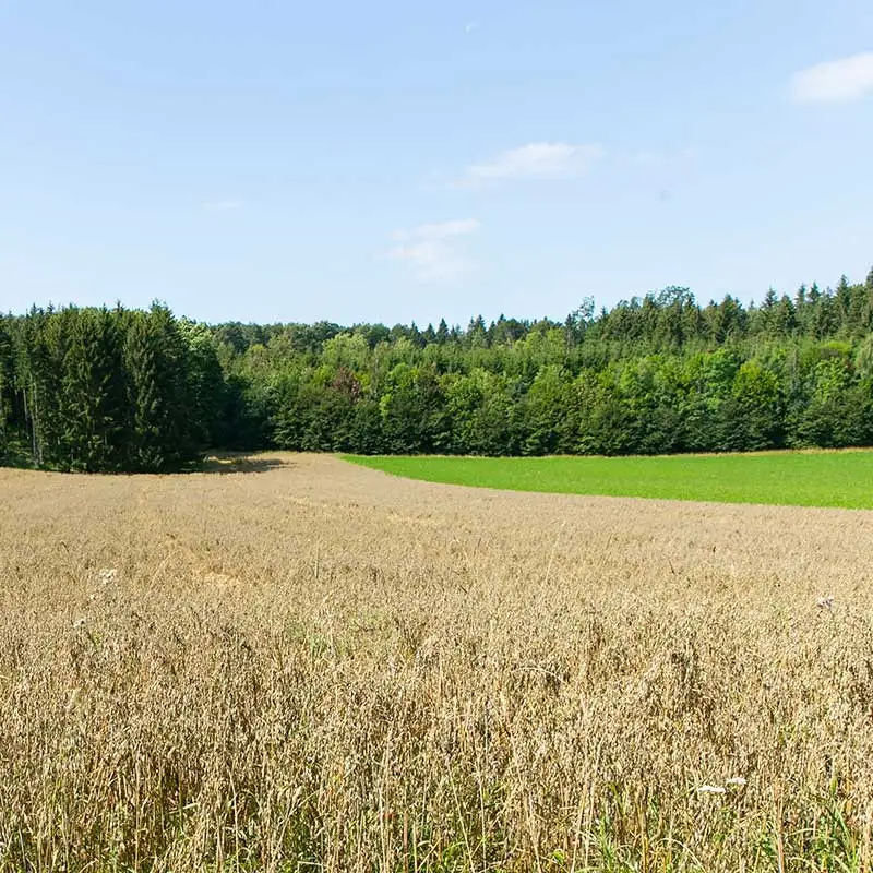 Dekoratives Bild Dekoratives Bild